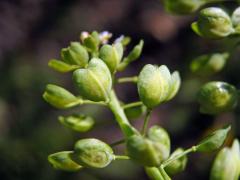 Penízek prorostlý (Thlaspi perfoliatum L.)