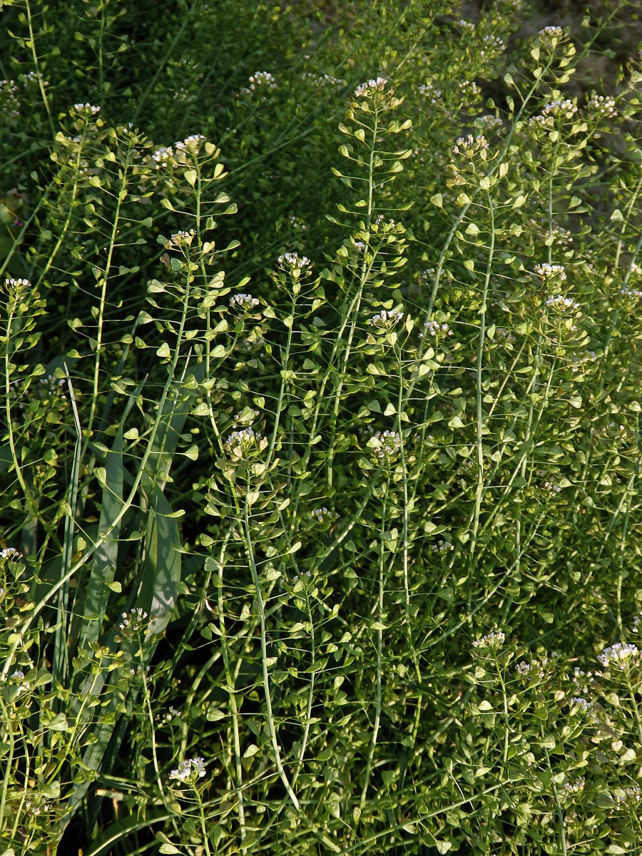 Kokoška pastuší tobolka (Capsella bursa-pastoris (L.) Med.)