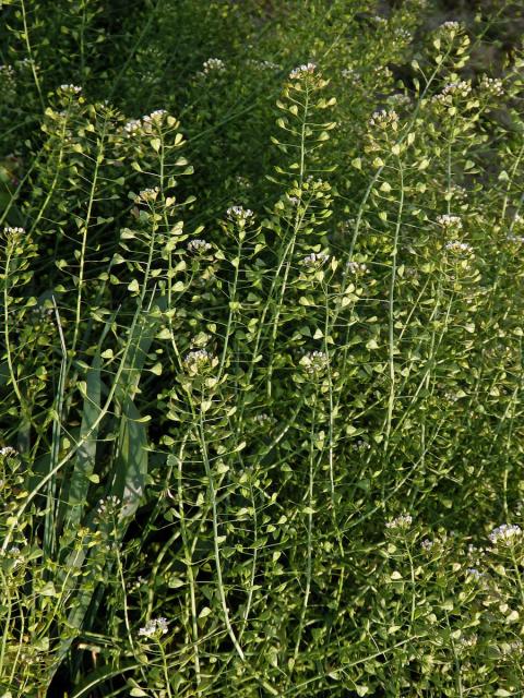 Kokoška pastuší tobolka (Capsella bursa-pastoris (L.) Med.)