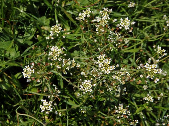 Kokoška pastuší tobolka (Capsella bursa-pastoris (L.) Med.)