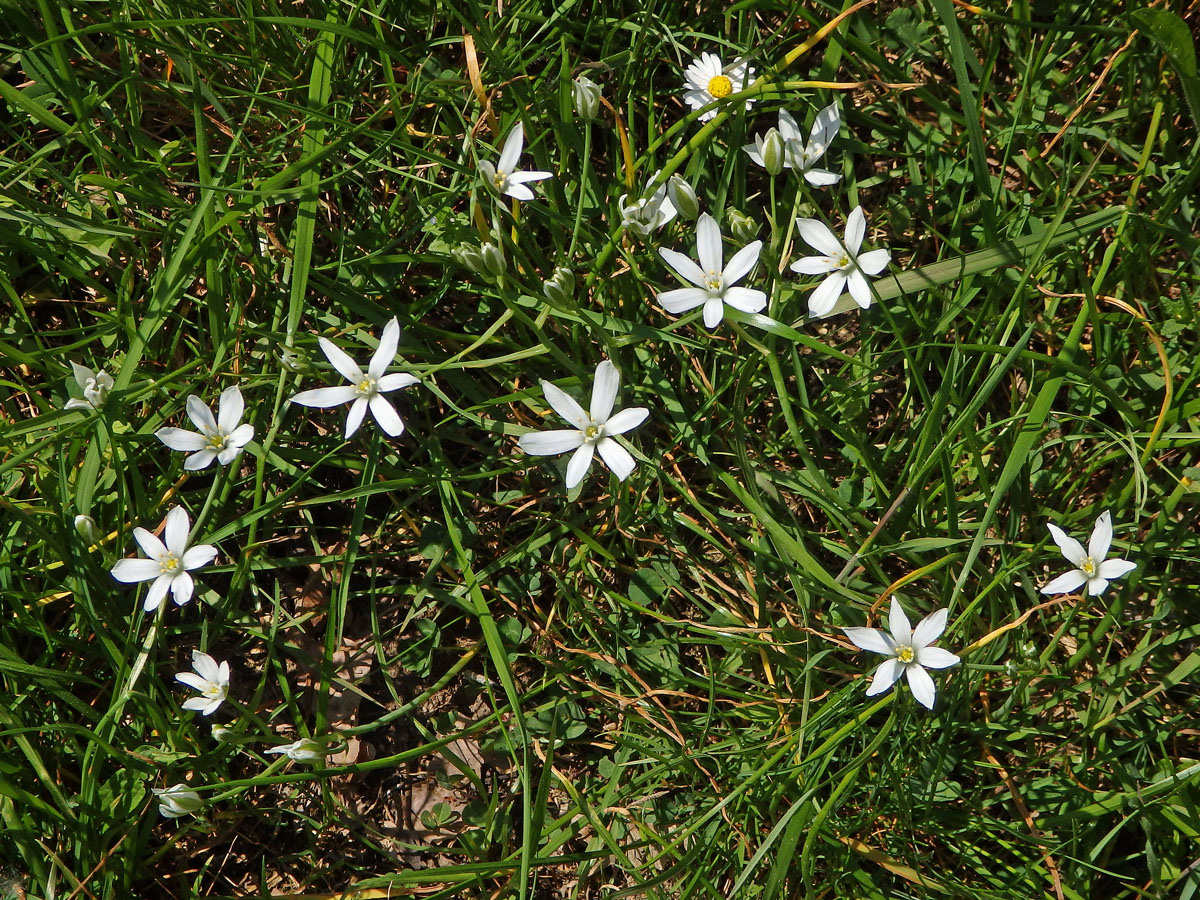 Snědek chocholičnatý (Ornithogalum umbellatum L.)