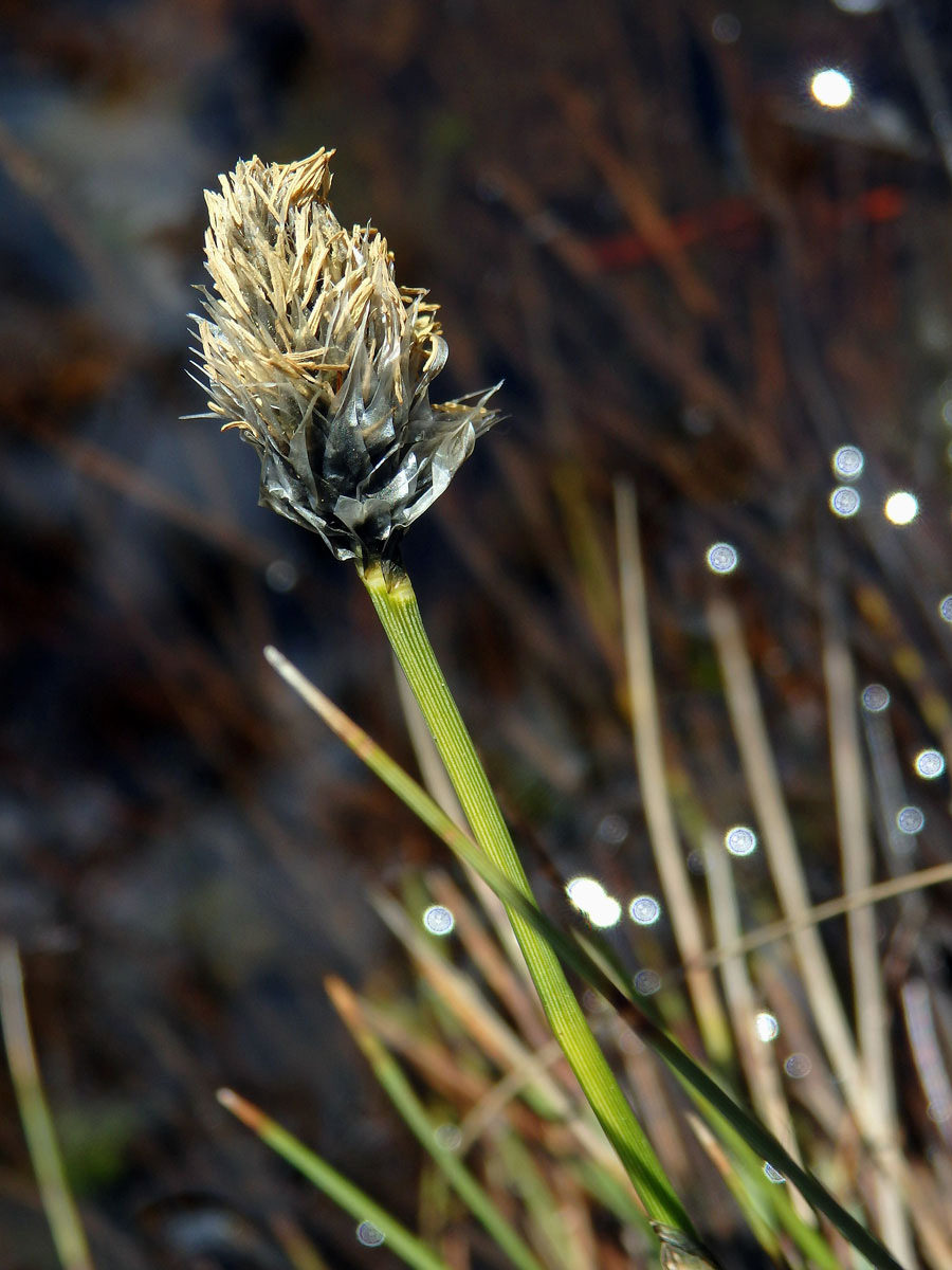 Suchopýr pochvatý (Eriophorum vaginatum L.)