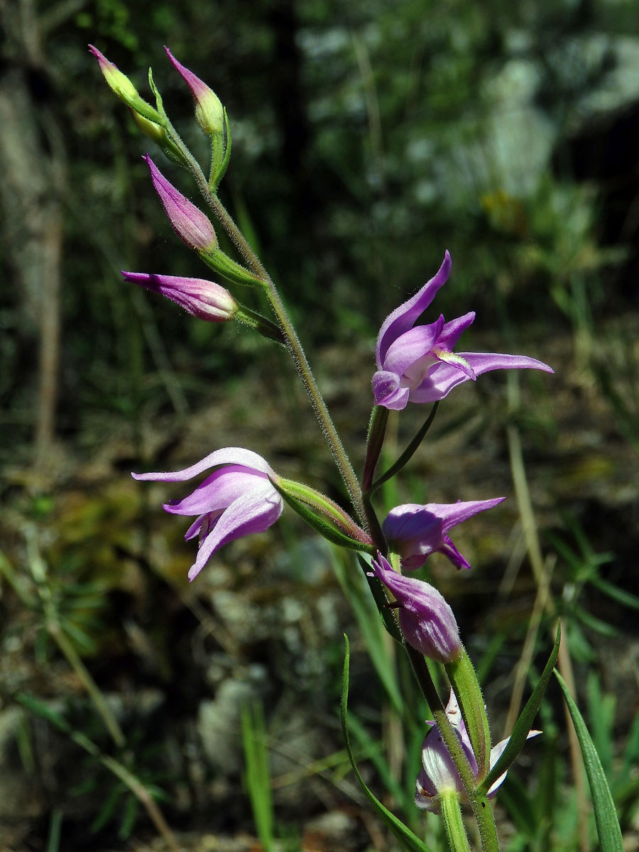 Okrotice červená (Cephalanthera rubra (L.) Rich.)