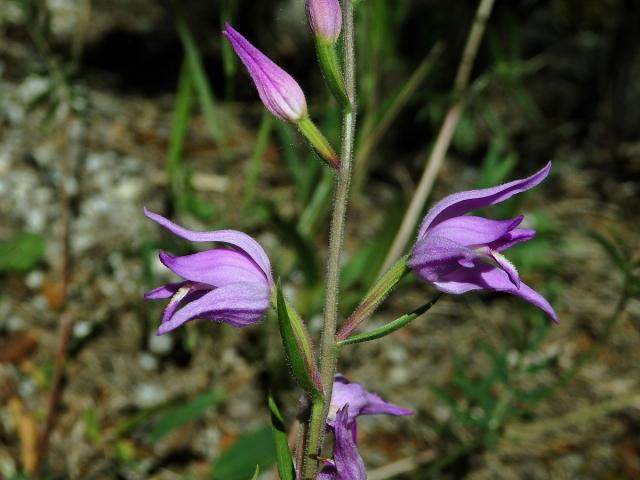 Okrotice červená (Cephalanthera rubra (L.) Rich.)