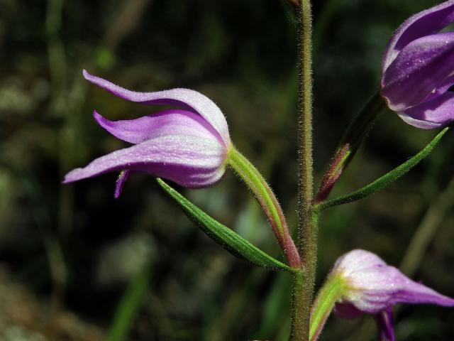 Okrotice červená (Cephalanthera rubra (L.) Rich.)