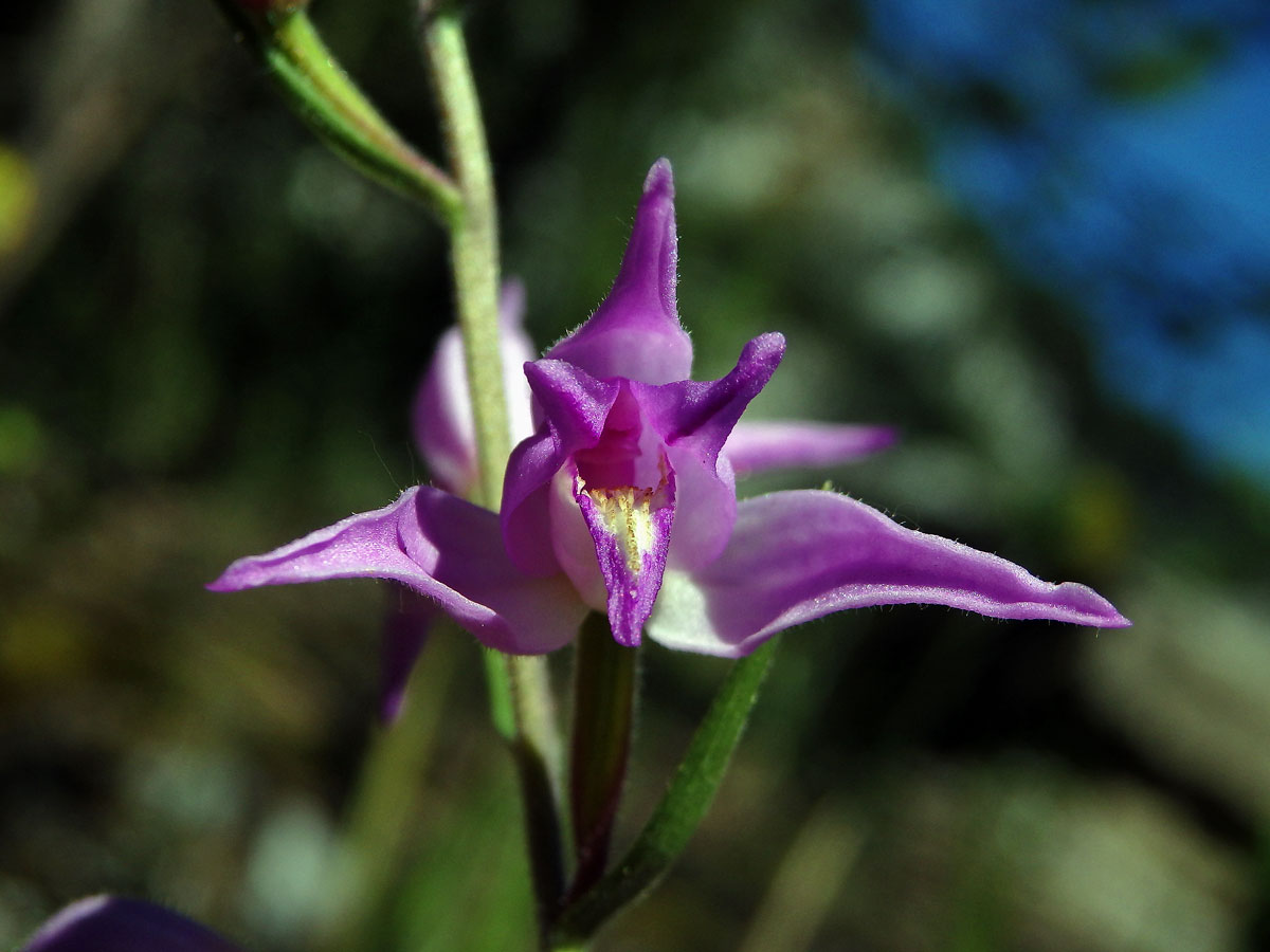 Okrotice červená (Cephalanthera rubra (L.) Rich.)