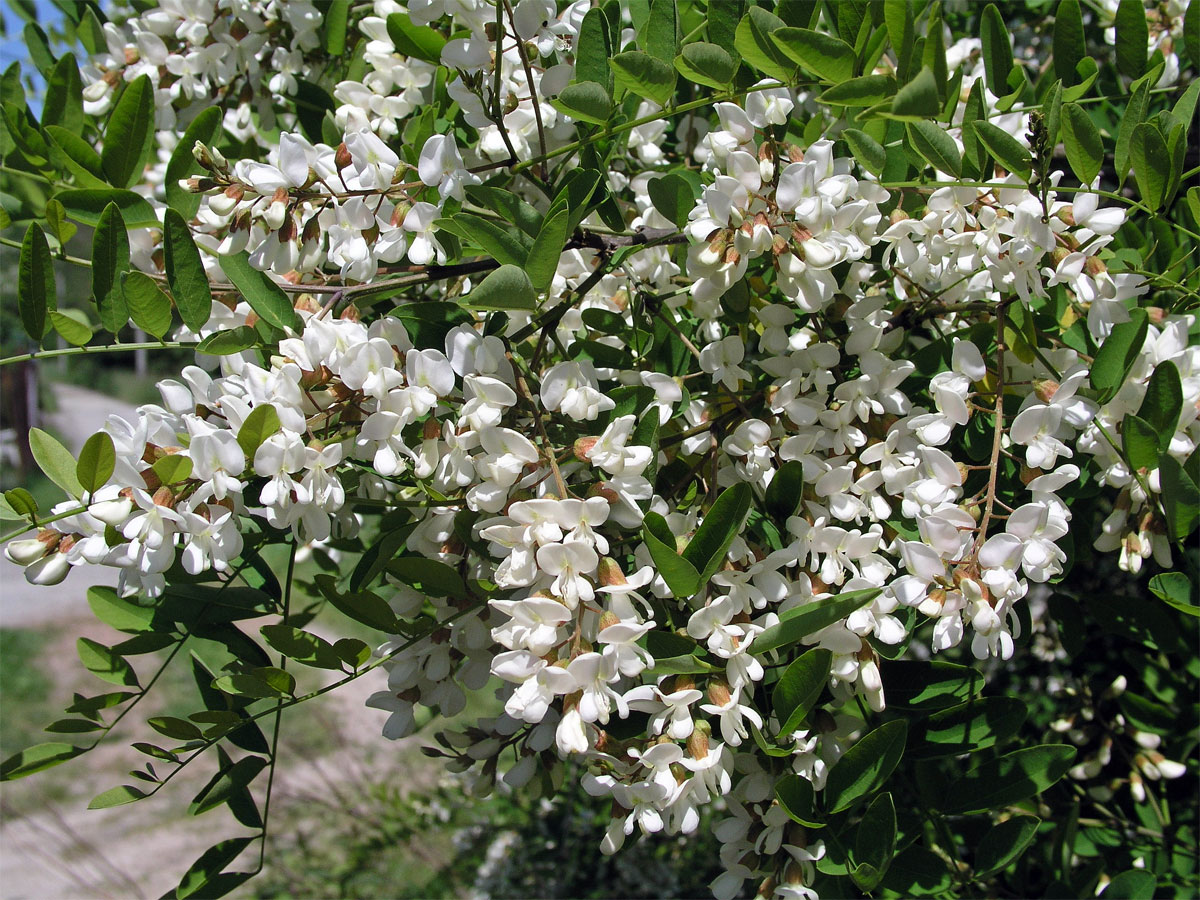 Trnovník akát (Robinia pseudoacacia L.)