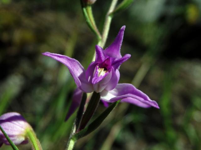 Okrotice červená (Cephalanthera rubra (L.) Rich.)