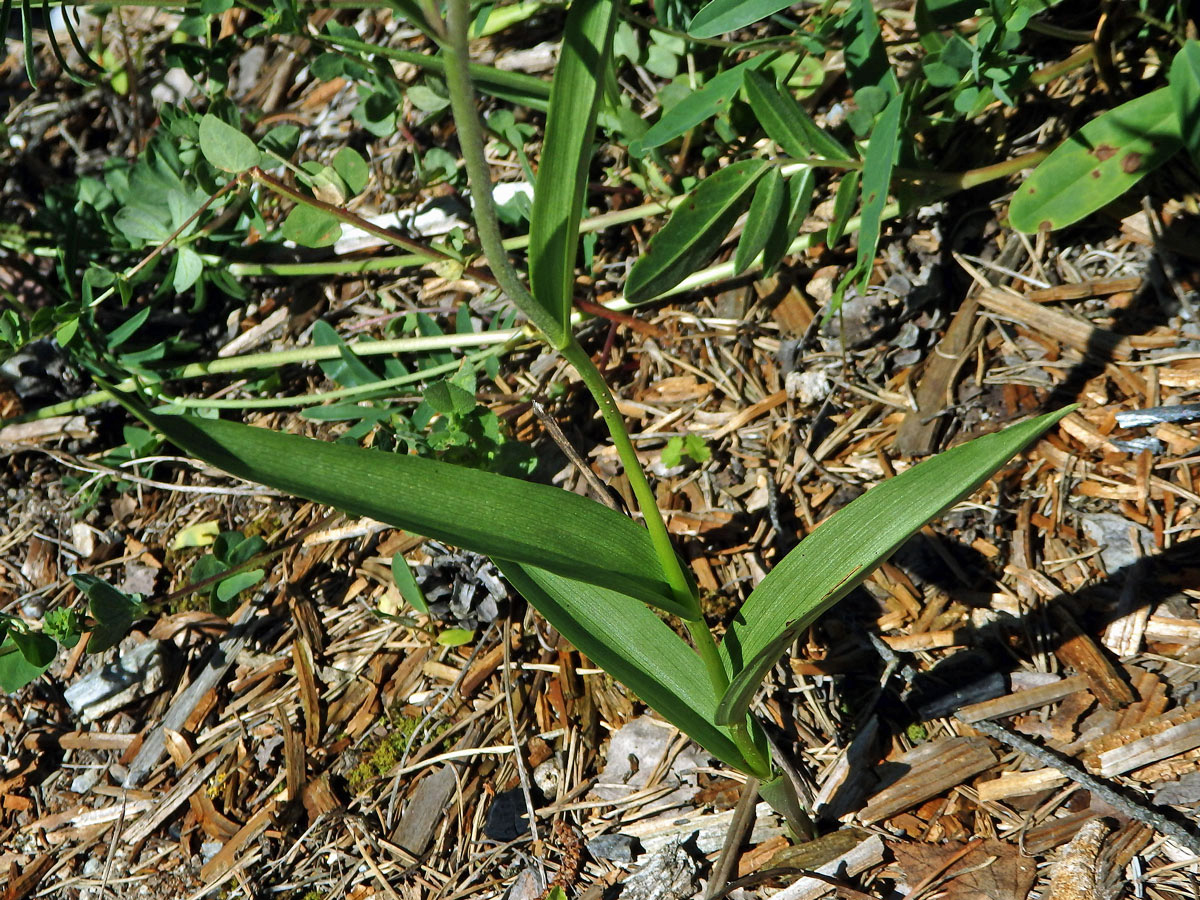 Okrotice červená (Cephalanthera rubra (L.) Rich.)