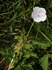 Kakost luční (Geranium pratense L.) - květ bez barviva (4b)