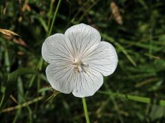 Kakost luční (Geranium pratense L.) - květ bez barviva (4b)