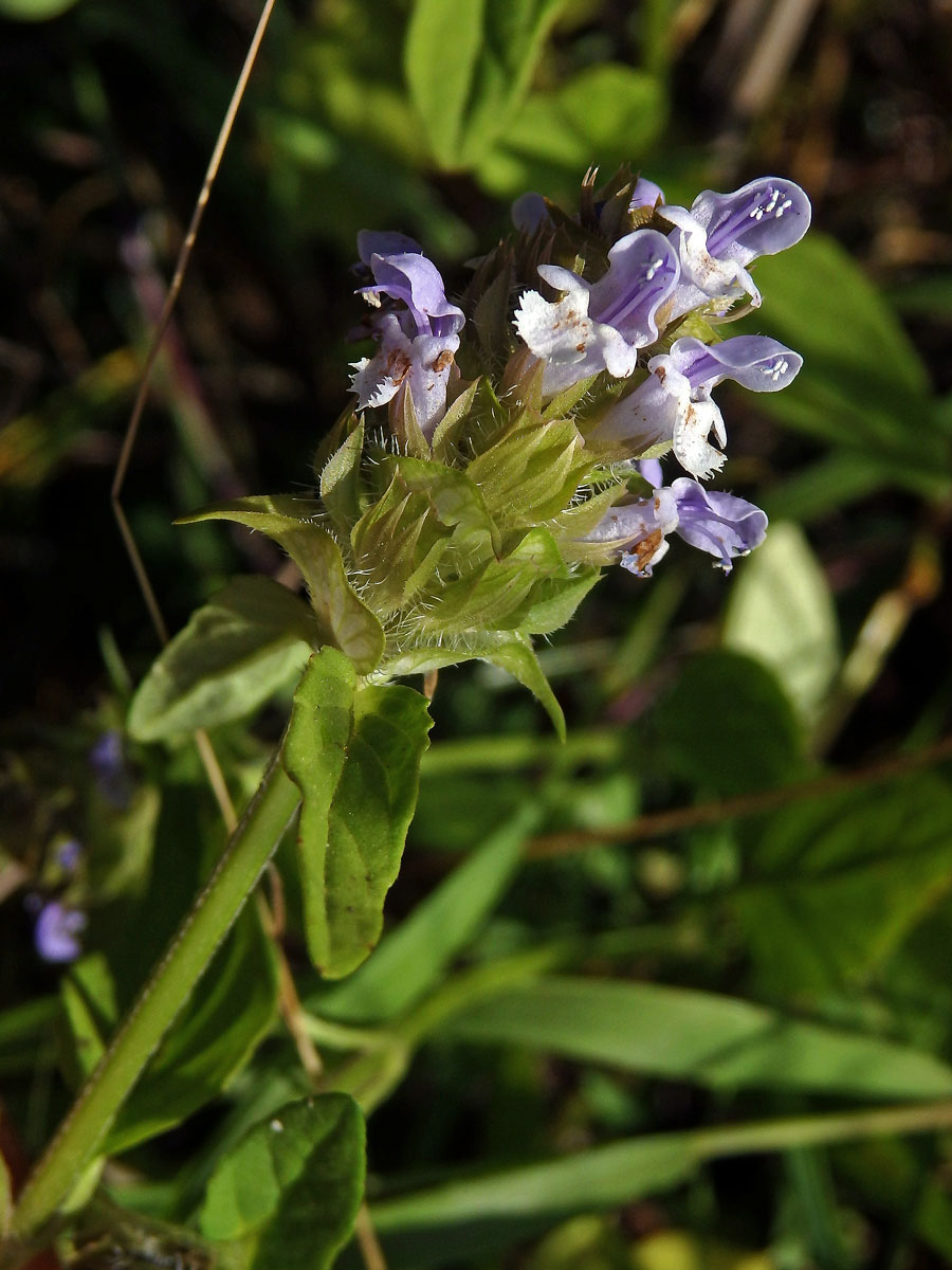 Černohlávek obecný (Prunella vulgaris L.) se světle zbarvenými květy