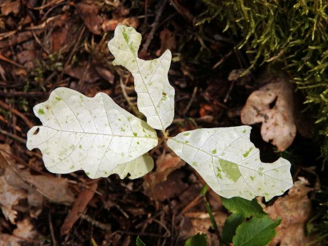 Dub letní (Quercus robur L.) - roční semenáček albín (2)