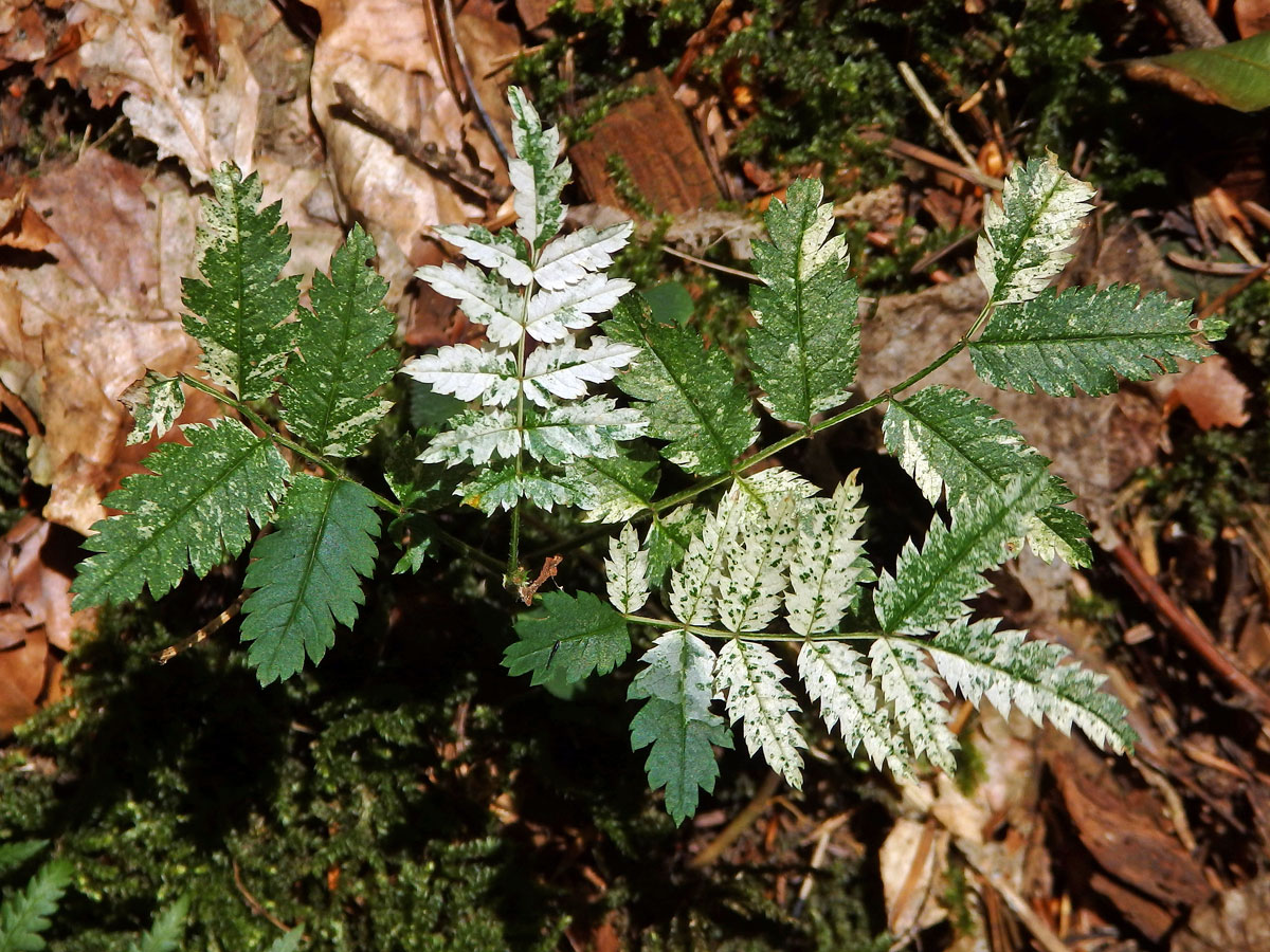 Jeřáb ptačí (Sorbus ancuparia L.) s panašovanými listy