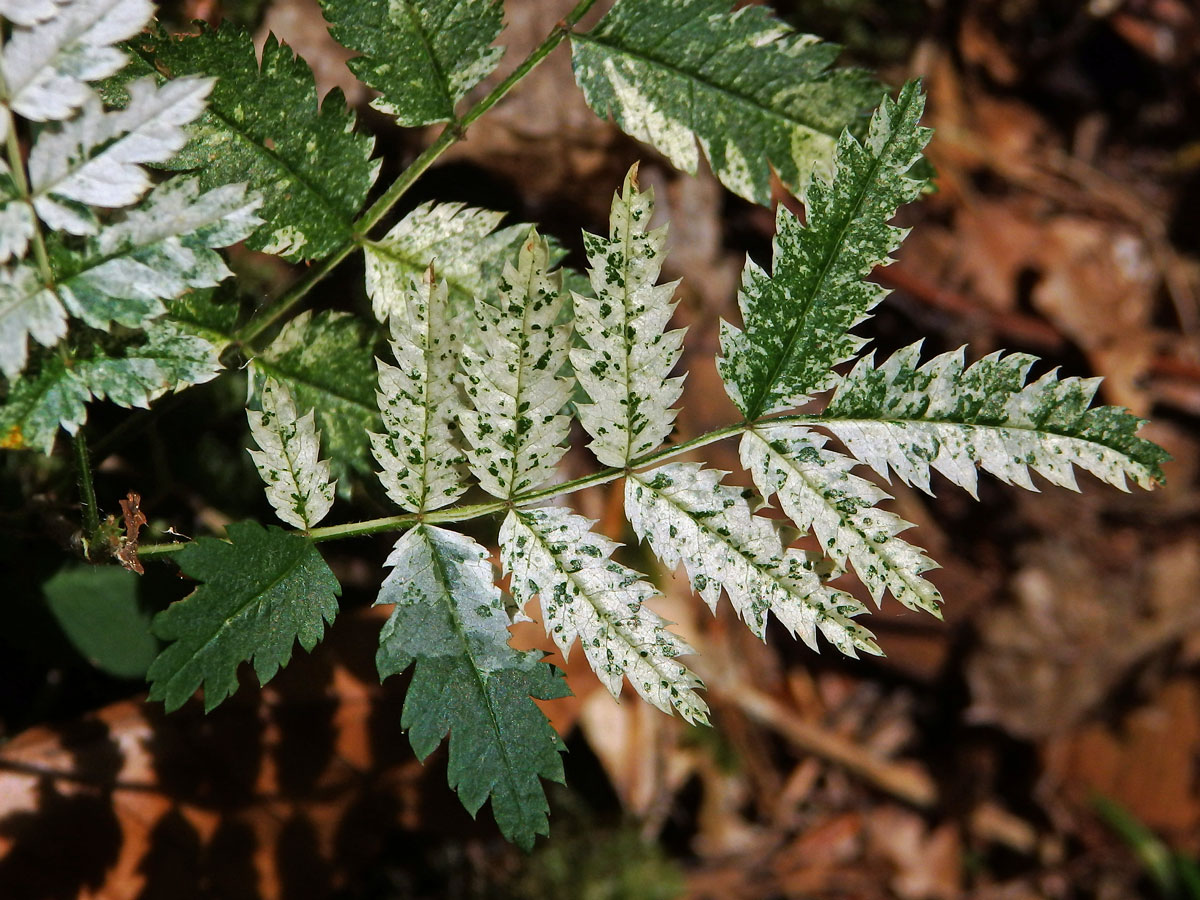 Jeřáb ptačí (Sorbus ancuparia L.) s panašovanými listy