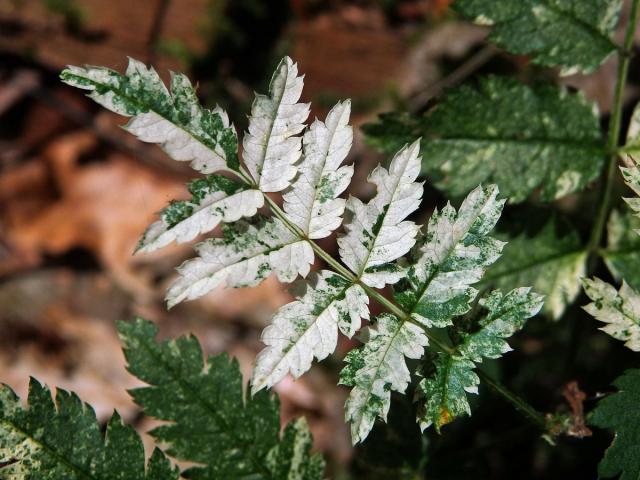 Jeřáb ptačí (Sorbus ancuparia L.) s panašovanými listy