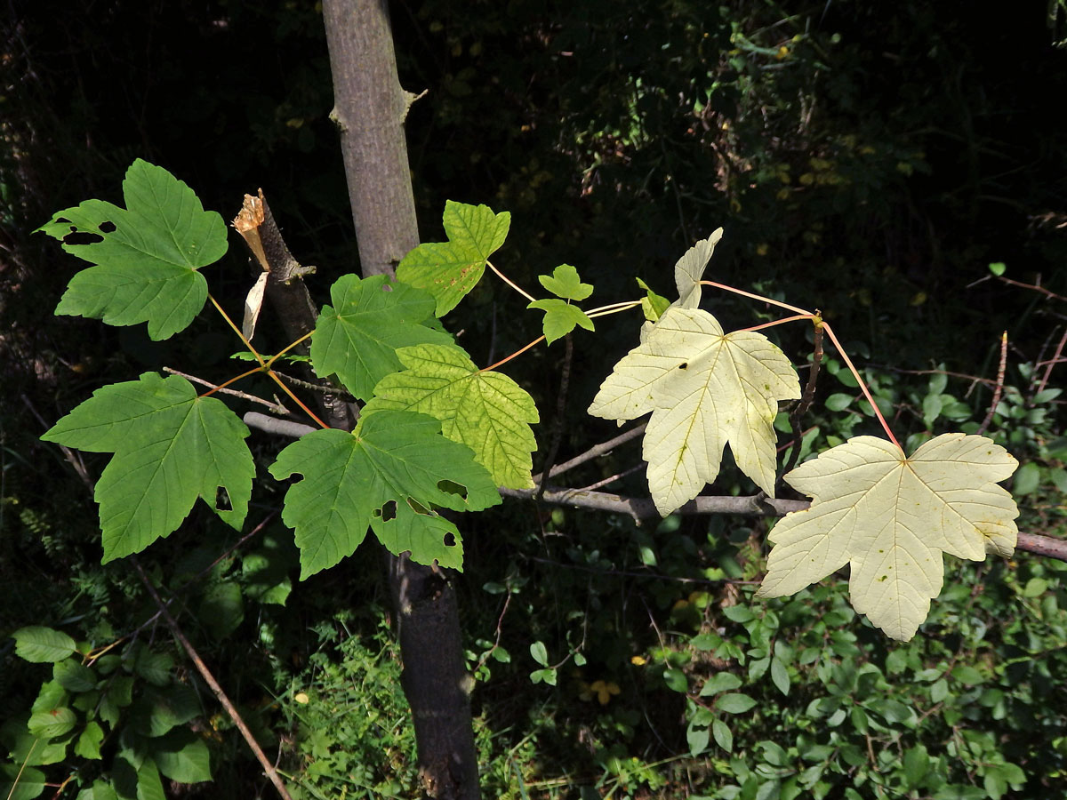 Chybění chlorofylu javoru klenu (Acer pseudoplatanus L.) (2a)