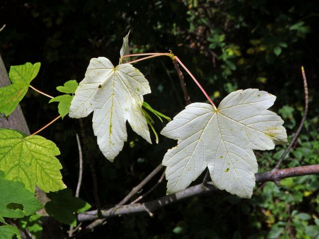 Chybění chlorofylu javoru klenu (Acer pseudoplatanus L.) (2b)