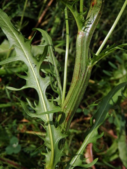 Škarda dvouletá (Crepis biennis L.), fasciace stonku (1b)