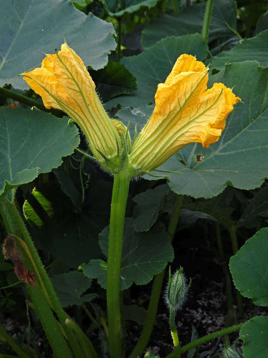 Tykev obecná (dýně) (Cucurbita pepo L.), fasciace květního stonku