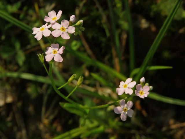 Pomněnka lesní (Myosotis sylvatica Hoffm.) (3a) s růžovými květy