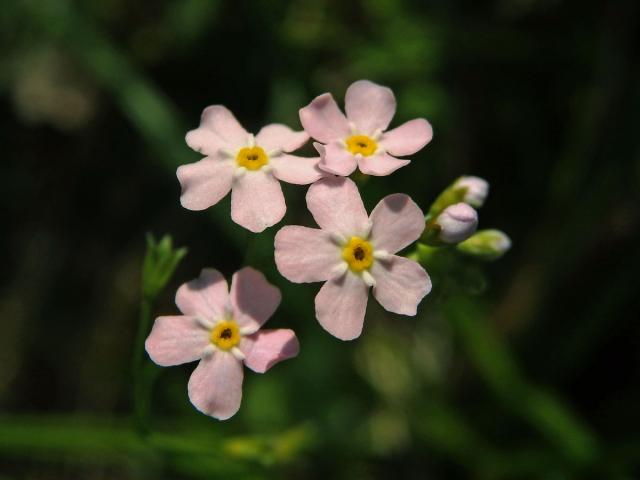 Pomněnka lesní (Myosotis sylvatica Hoffm.) (3b) s růžovými květy