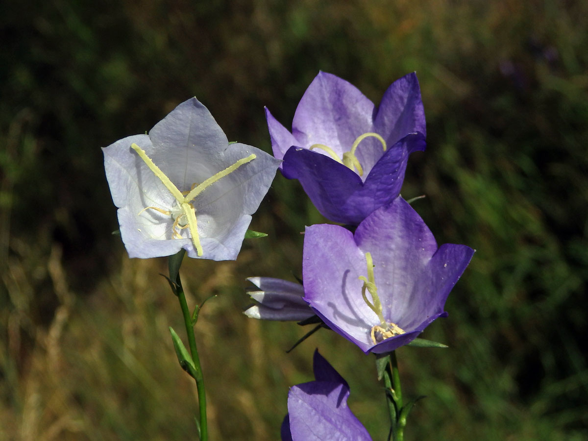 Zvonek broskvolistý (Campanula persicifolia L.) se světlými květy (1a)