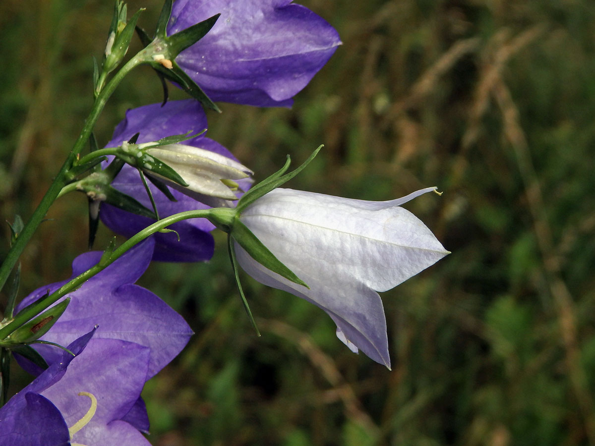 Zvonek broskvolistý (Campanula persicifolia L.) se světlými květy (1b)