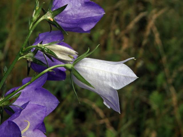 Zvonek broskvolistý (Campanula persicifolia L.) se světlými květy (1b)