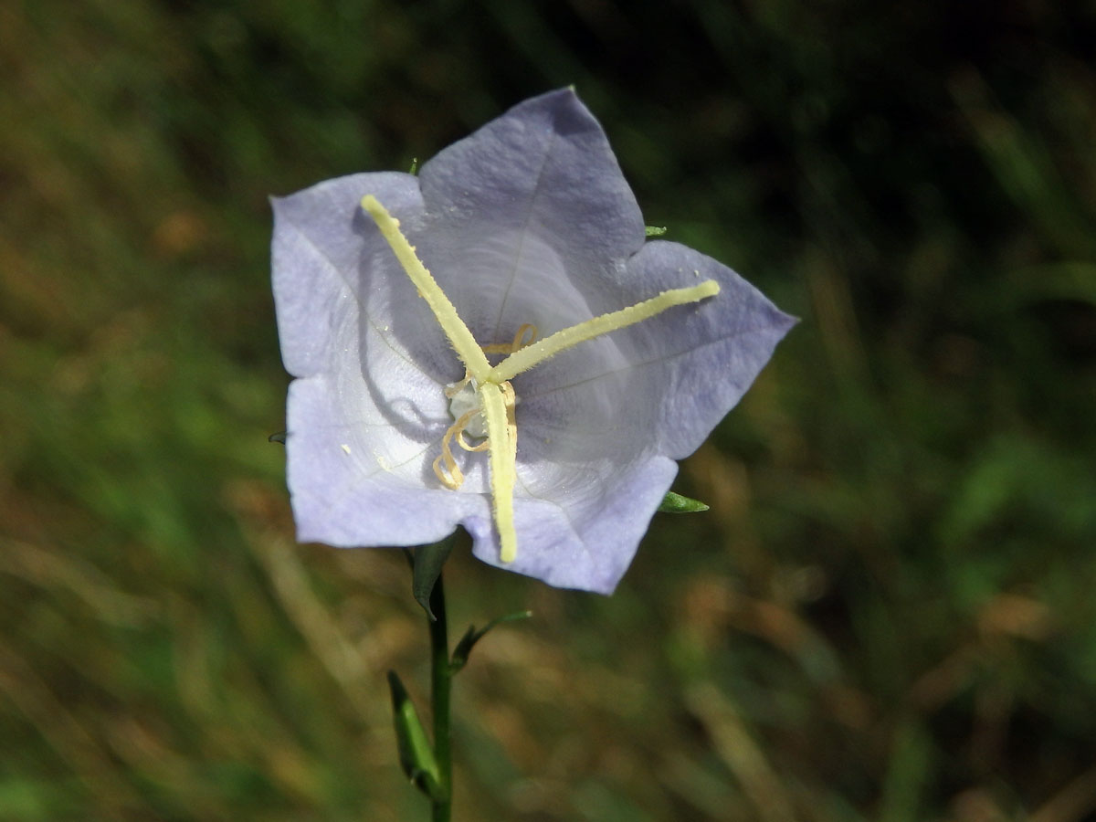 Zvonek broskvolistý (Campanula persicifolia L.) se světlými květy (1c)