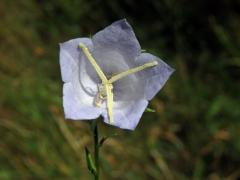 Zvonek broskvolistý (Campanula persicifolia L.) se světlými květy (1c)