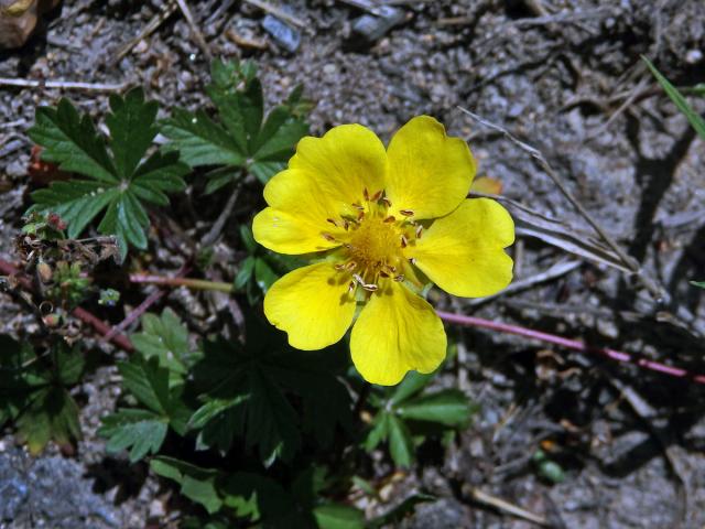 Mochna plazivá (Potentilla reptans L.) s šestičetným květem (5)