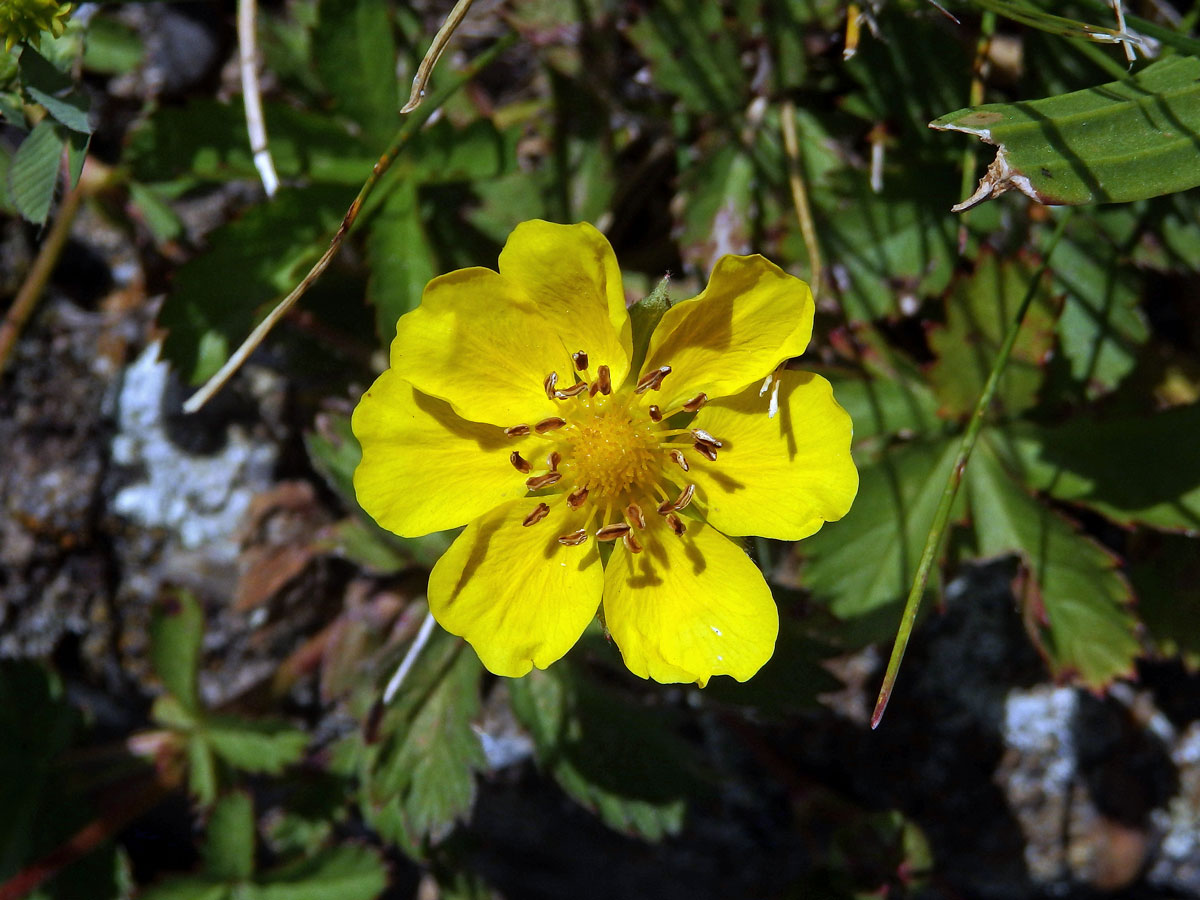 Mochna plazivá (Potentilla reptans L.) se sedmičetným květem (1)