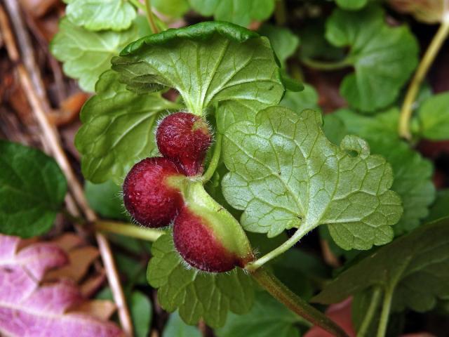 Hálky žlabatky popencové (Liposthenes glechomae) na popenci obecném (Glechoma hederacea L.)