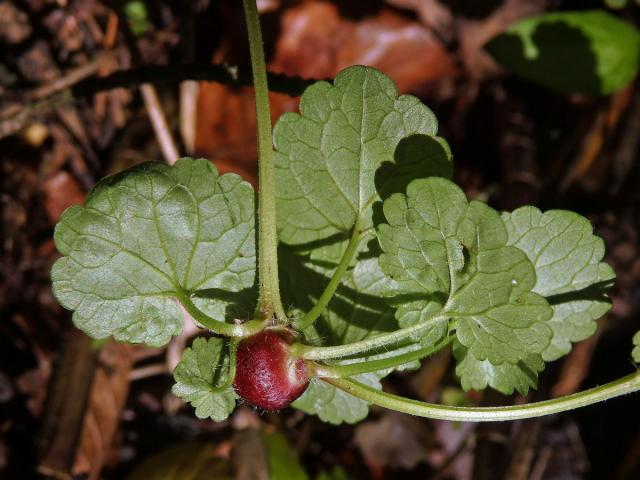 Hálky žlabatky popencové (Liposthenes glechomae) na popenci obecném (Glechoma hederacea L.)