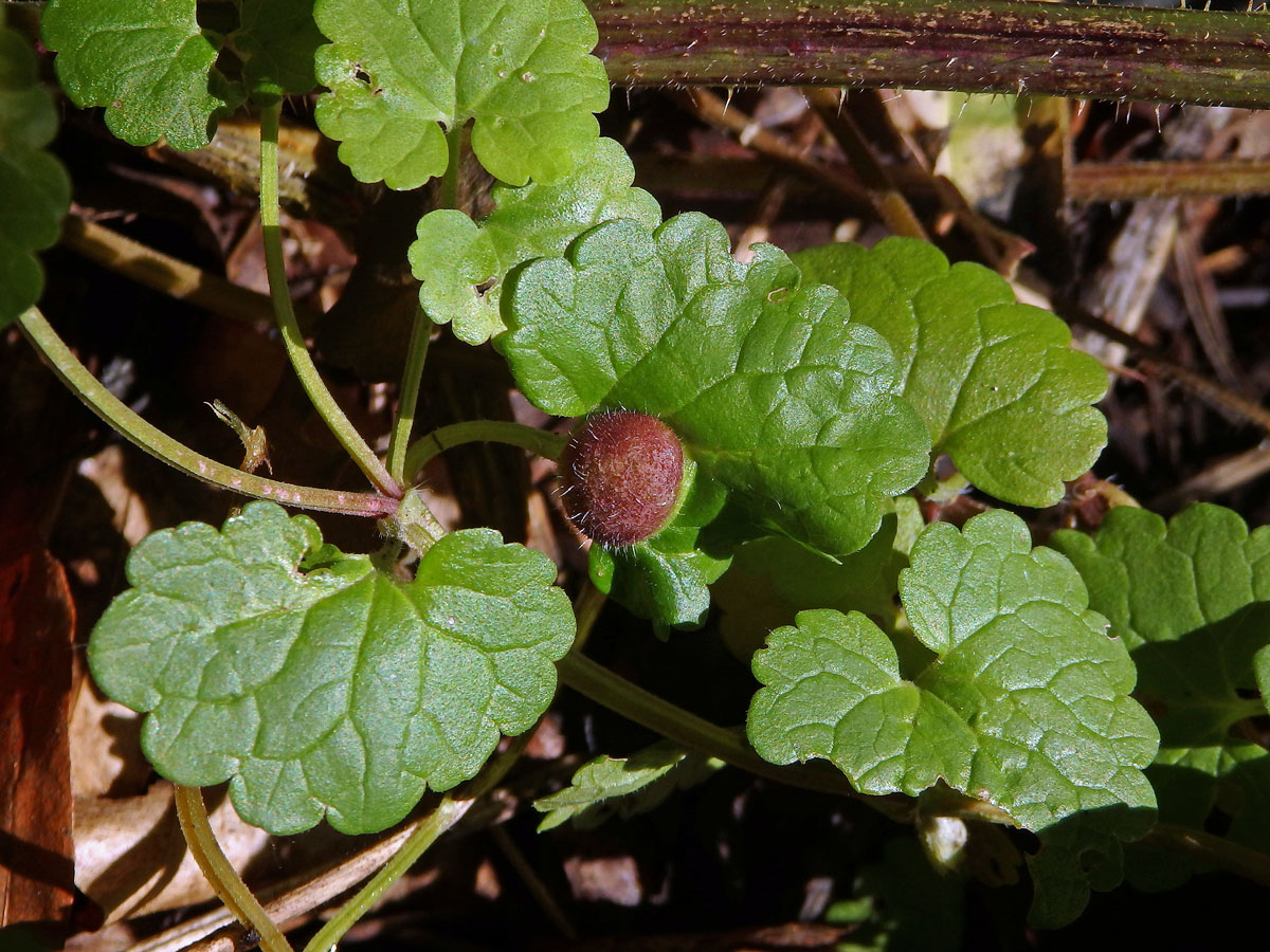 Hálky žlabatky popencové (Liposthenes glechomae) na popenci obecném (Glechoma hederacea L.)