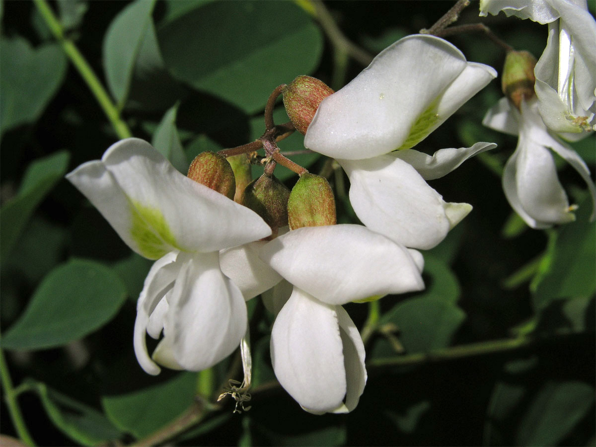 Trnovník akát (Robinia pseudoacacia L.)