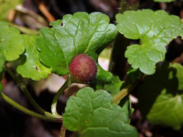 Hálky žlabatky popencové (Liposthenes glechomae) na popenci obecném (Glechoma hederacea L.)