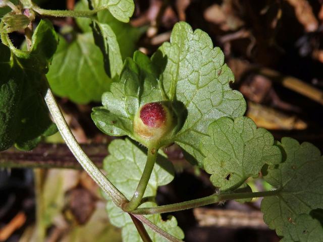 Hálky žlabatky popencové (Liposthenes glechomae) na popenci obecném (Glechoma hederacea L.)