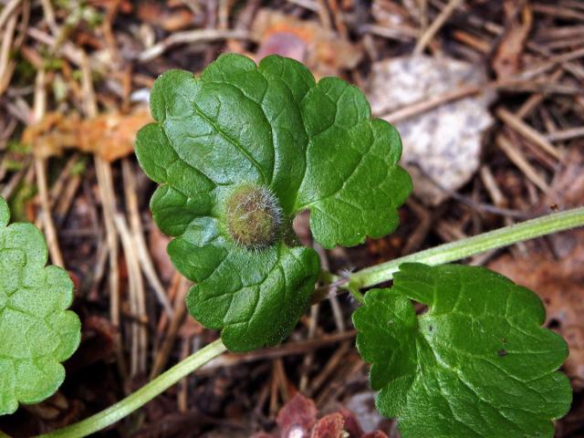 Hálky žlabatky popencové (Liposthenes glechomae) na popenci obecném (Glechoma hederacea L.)