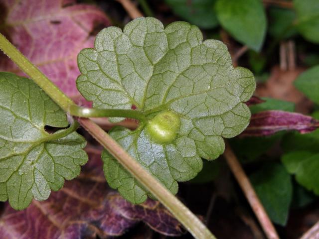 Hálky žlabatky popencové (Liposthenes glechomae) na popenci obecném (Glechoma hederacea L.)