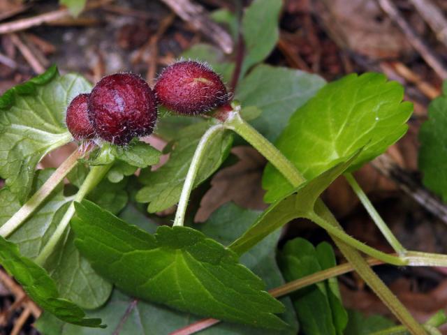 Hálky žlabatky popencové (Liposthenes glechomae) na popenci obecném (Glechoma hederacea L.)