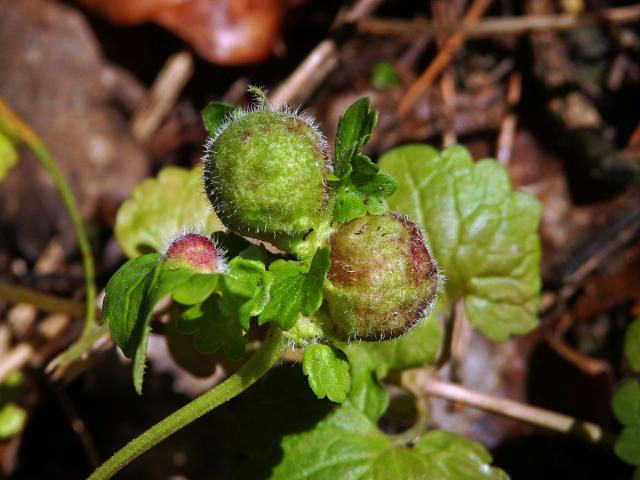 Hálky žlabatky popencové (Liposthenes glechomae) na popenci obecném (Glechoma hederacea L.)