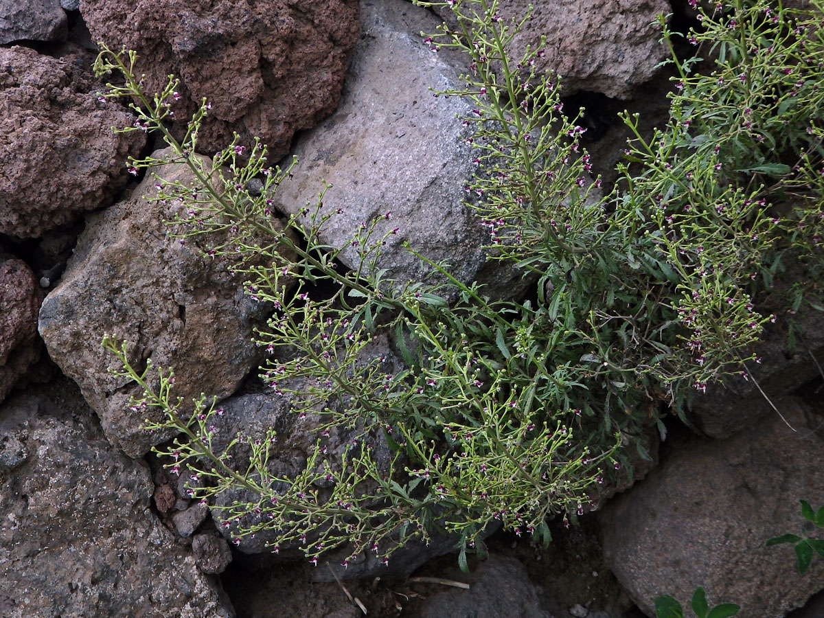 Krtičník psí (Scrophularia canina L.)