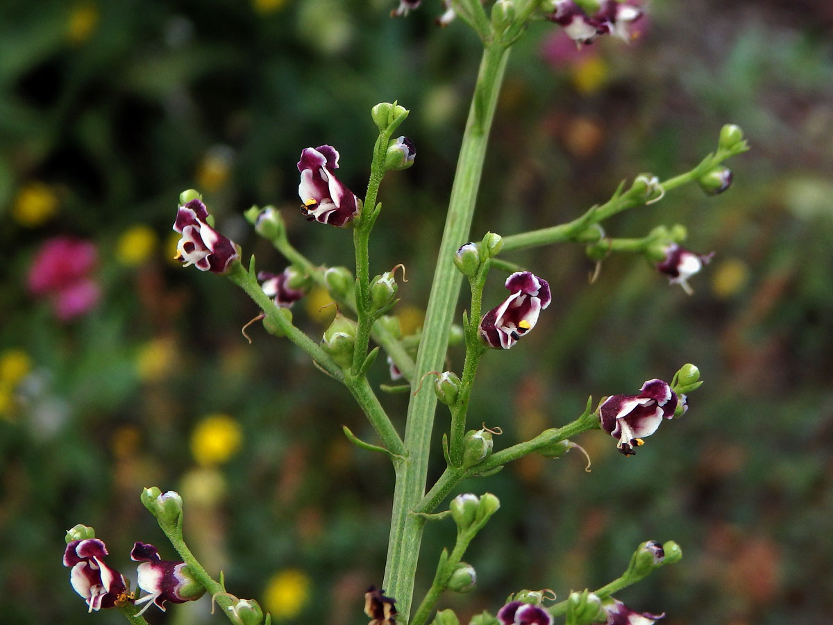 Krtičník psí (Scrophularia canina L.)