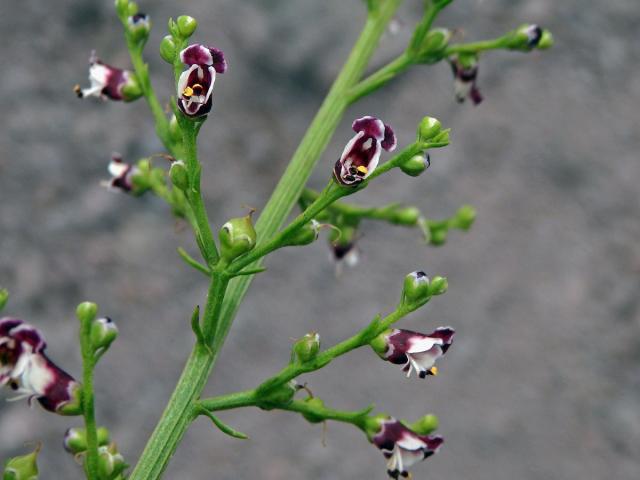 Krtičník psí (Scrophularia canina L.)