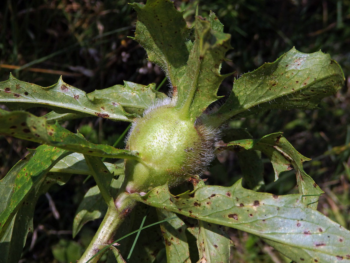 Hálky žlabatky Aulacidea hieracii, jestřábník savojský (4c)