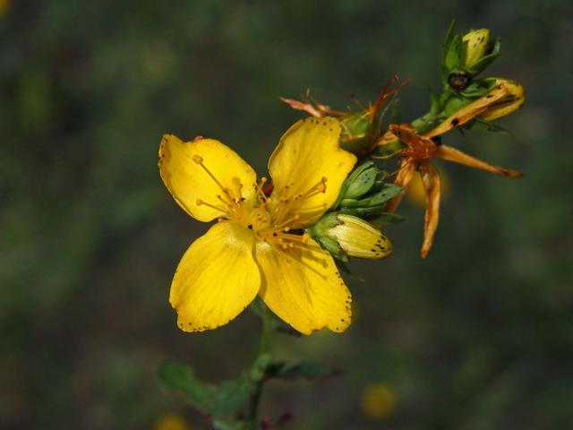 Třezalka tečkovaná (Hypericum perforatum L.), čtyřčetný květ (7)