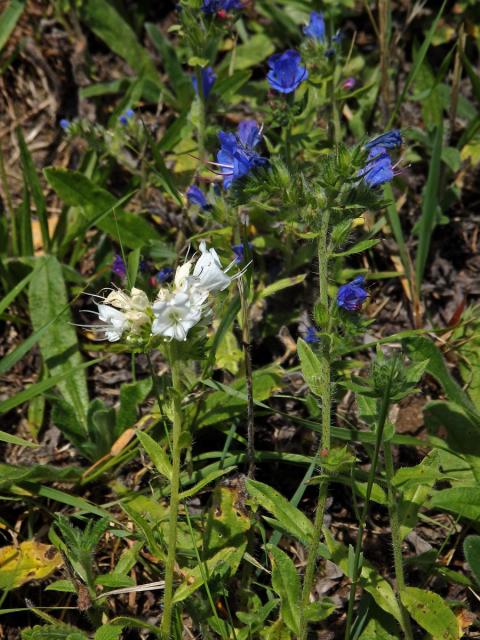 Hadinec obecný (Echium vulgare L.) - květy bez barviva (3a)