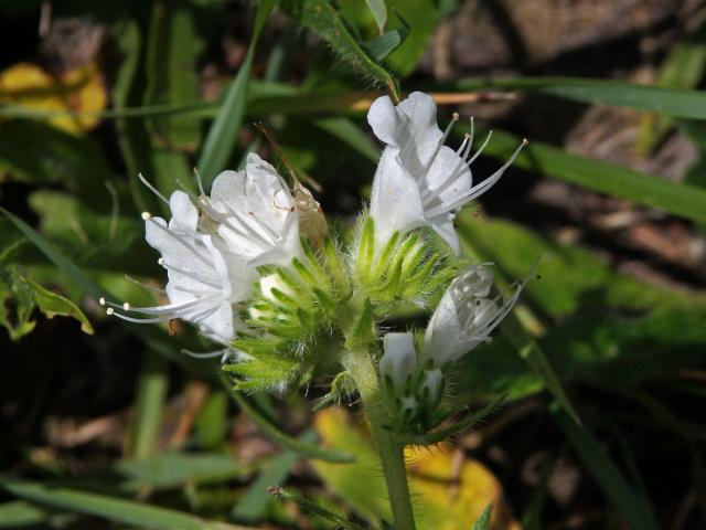 Hadinec obecný (Echium vulgare L.) - květy bez barviva (3b)